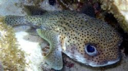 Puffer fish- Olypus SP-350 by Andrew Kubica 